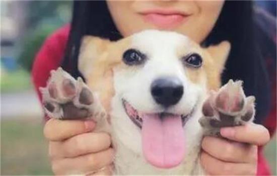 深度盘点9大热门犬种,带你走进狗狗的多样世界 深度盘点9大热门犬种,带你走进狗狗的多样世界