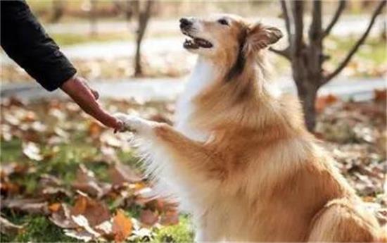 深度盘点9大热门犬种,带你走进狗狗的多样世界 深度盘点9大热门犬种,带你走进狗狗的多样世界