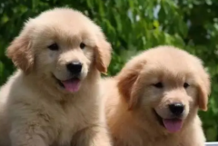 ��ëһ�����ϼ�������