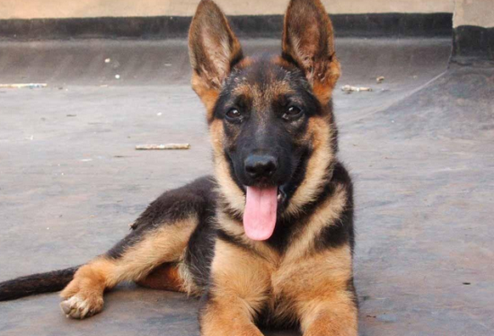 狗狗乱叫怎么办?狗狗乱叫怎么纠正