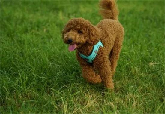 精选十大易养犬种,轻松开启幸福铲屎官之旅 精选十大易养犬种,轻松开启幸福铲屎官之旅