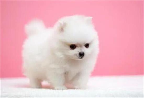 精选十大易养犬种,轻松开启幸福铲屎官之旅 精选十大易养犬种,轻松开启幸福铲屎官之旅