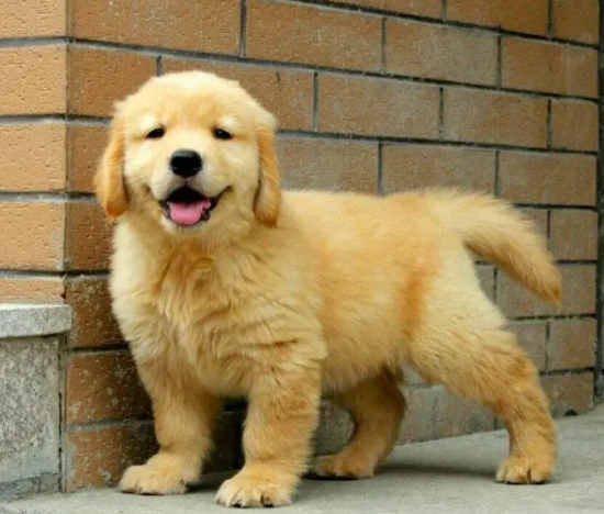 金毛公的聪明还是母的 金毛公的聪明还是母的