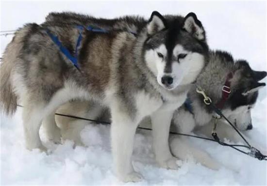 35种萌宠狗狗大集结,狗狗爱好者不容错过! 35种萌宠狗狗大集结,狗狗爱好者不容错过!