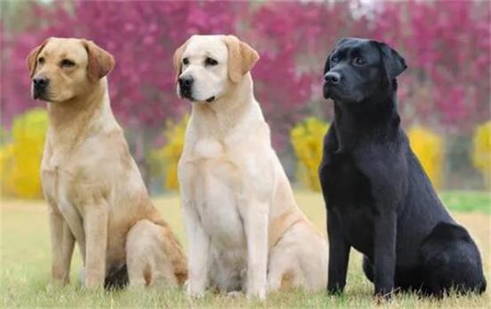 35种萌宠狗狗大集结,狗狗爱好者不容错过! 35种萌宠狗狗大集结,狗狗爱好者不容错过!