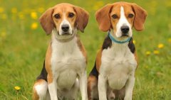 ����һ������̥��