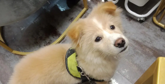 金毛狗吃什么毛发会好看 金毛狗吃什么毛发会好看