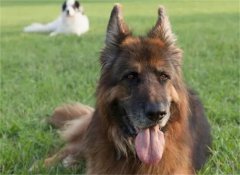 ȫ��ʮ����Ȯ�貰񵥣�����Ȯ�羫Ӣ�ķ��������