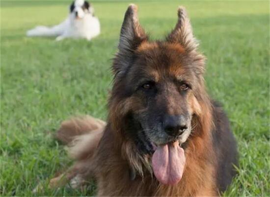 全球十大名犬璀璨榜单,领略犬界精英的风采与魅力 全球十大名犬璀璨榜单,领略犬界精英的风采与魅力