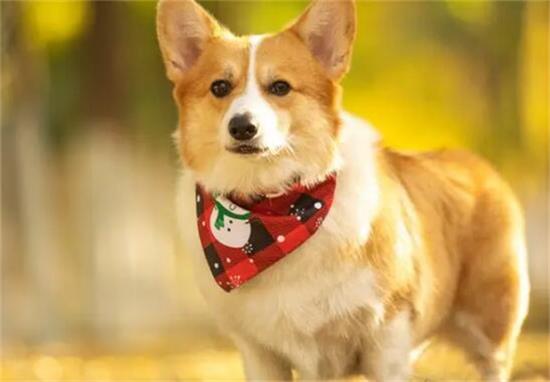 全球十大名犬璀璨榜单,领略犬界精英的风采与魅力 全球十大名犬璀璨榜单,领略犬界精英的风采与魅力