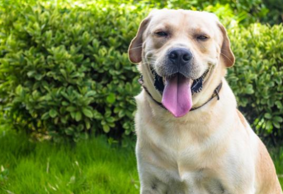 拉布拉多犬怎么训练?拉布拉多犬训练方法