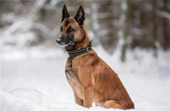 比利时犬界瑰宝,牧羊犬荣耀登顶! 比利时犬界瑰宝,牧羊犬荣耀登顶!