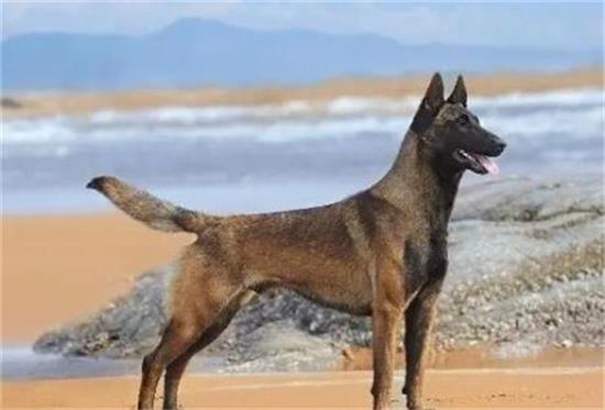 比利时犬界瑰宝,牧羊犬荣耀登顶! 比利时犬界瑰宝,牧羊犬荣耀登顶!