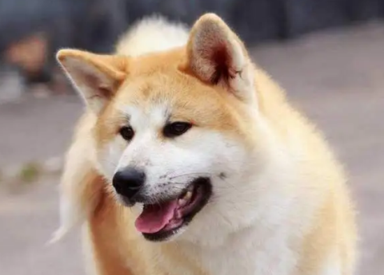 狗狗得了细小怎么自救?