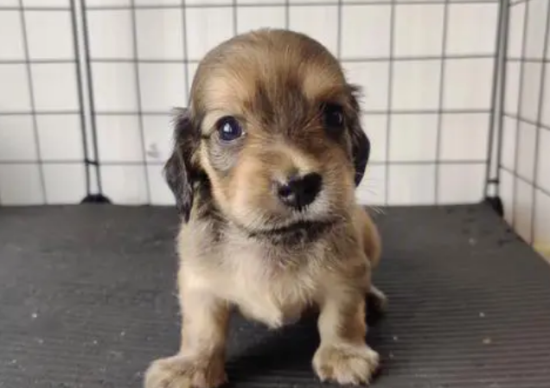 狗狗着凉的症状