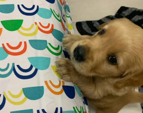 金毛吃什么食物最好最健康 金毛吃什么食物最好最健康