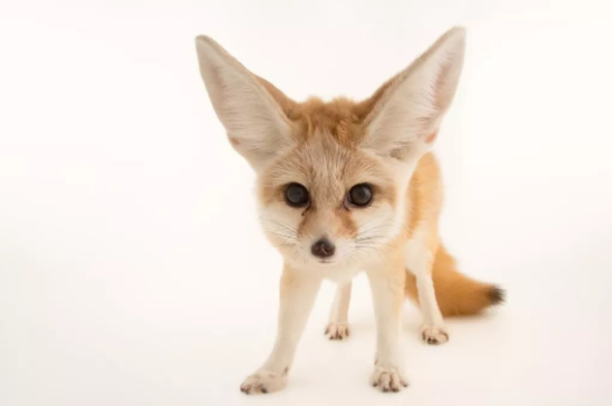 有关狗的9个冷知识,进来了解一下? 有关狗的9个冷知识,进来了解一下?