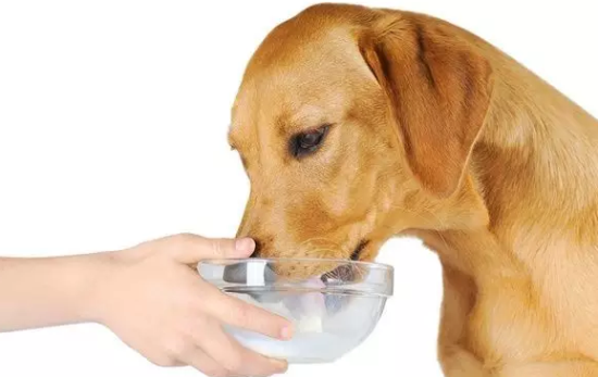 狗狗不能吃的食物,你知道那些? 狗狗不能吃的食物,你知道那些?