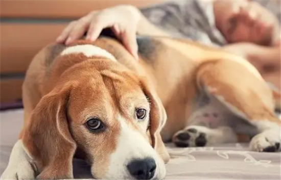 狗狗频繁出现这5个动作,就是在表达不喜欢 狗狗频繁出现这5个动作,就是在表达不喜欢