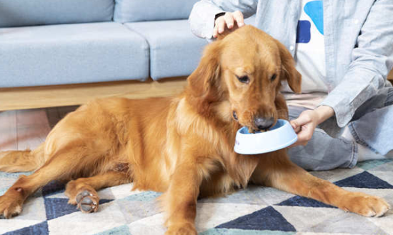 金毛不吃狗粮会怎么样 金毛不吃狗粮会怎么样