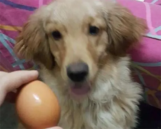 金毛多久吃一次鸡蛋? 金毛多久吃一次鸡蛋?