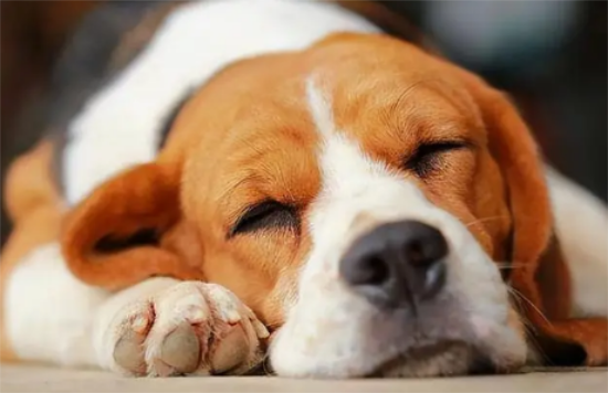 十大热门犬种揭秘:全认识你就是狗狗专家! 十大热门犬种揭秘:全认识你就是狗狗专家!