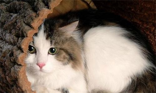 猫讨厌另一只猫的表现是什么