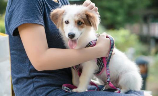 这些养狗的禁忌,铲屎官一定要做到位 这些养狗的禁忌,铲屎官一定要做到位