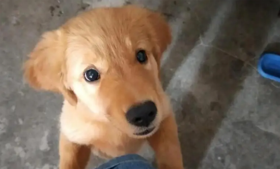 这些养狗的禁忌,铲屎官一定要做到位 这些养狗的禁忌,铲屎官一定要做到位