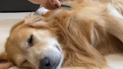 ����ý�ë����ë