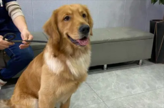 ��ë�ĵֿ���ǿ��