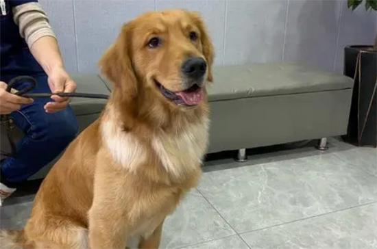 金毛的抵抗力强吗 金毛的抵抗力强吗