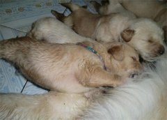 ��ë�������