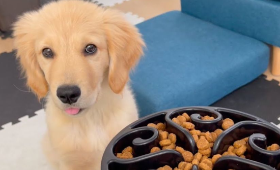 金毛幼犬多大能吃干粮了 金毛幼犬多大能吃干粮了