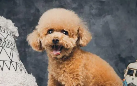 狗狗换毛期注意事项