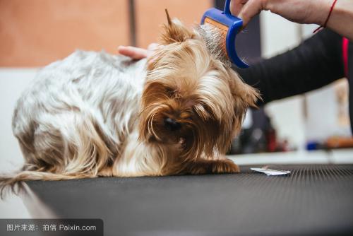 给狗狗洗澡的好处有哪些