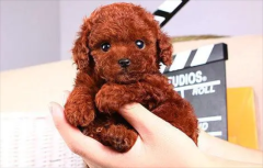 ������Ȯ�ļ۸��Ƕ���