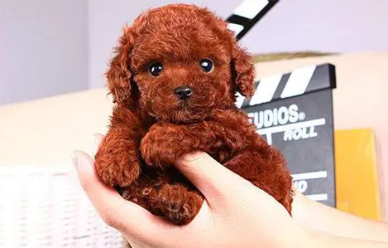 迷你贵宾犬的价格是多少