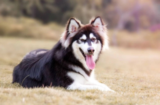 大型犬有哪些 大型犬品种大全
