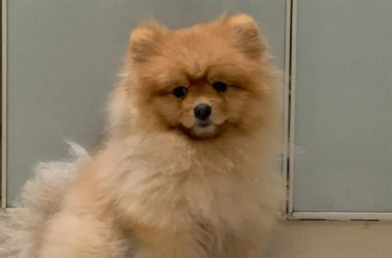 狗狗肚子上有个包软软的是怎么回事?