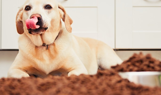 狗狗拒食训练的方法都有哪些?