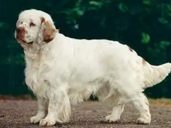 母狗什么时候发情?