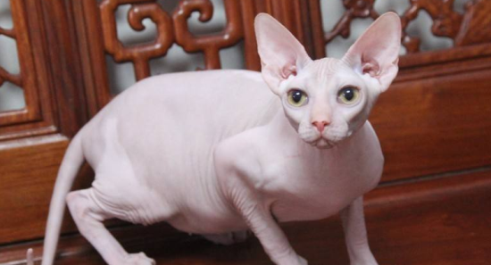 比鲁斯猫大概多钱一只