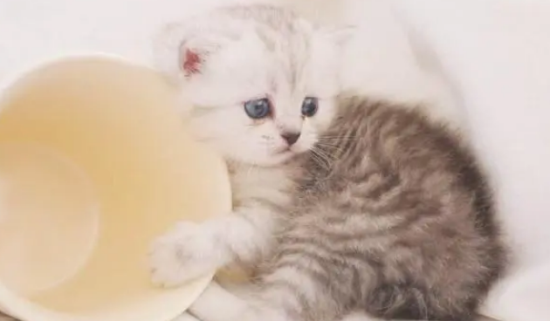 猫咪指甲掉了可以用酒精消毒吗?