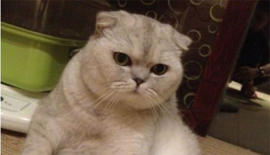 猫掉毛吗 猫咪毛发该怎么护理?