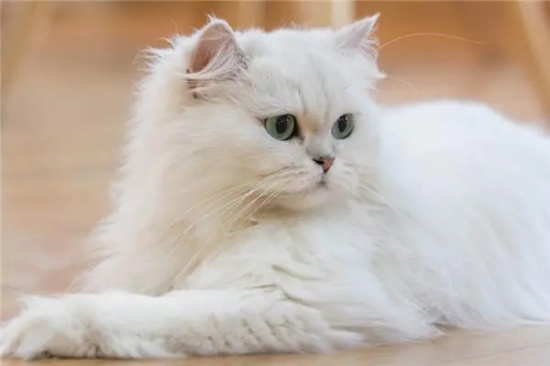 猫咪突然不进食无其它症状