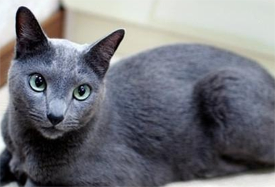 猫咪绝育后会有什么特殊行为