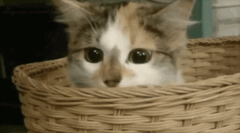 èԺҩⶾС è䲻Сʳ˺ҩô