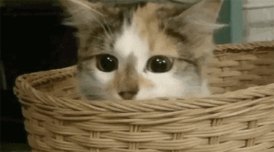 猫吃耗子药解毒小妙招 猫咪不小心误食了耗子药怎么办?