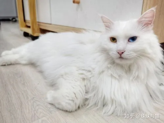 怎么样才能让猫咪的毛长得又密又好?